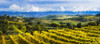 Vineyard; San Gimignano, Tuscany, Italy PosterPrint - Item # VARDPI2430818