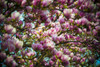 Beautiful pink magnolias blossoming; Ascona, Ticino, Switzerland PosterPrint - Item # VARDPI2431358
