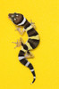 Baby Leopard Gecko On Yellow PosterPrint - Item # VARDPI1832085