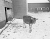 USA  Vermont  Calf in snow covered barn yard Poster Print - Item # VARSAL255421429