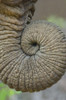 Close-up of an African elephant's trunk  Ngorongoro Crater  Arusha Region  Tanzania (Loxodonta Africana) Poster Print by Panoramic Images (16 x 24) - Item # PPI95819