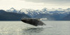 Humpback Whale Breaches Near Glacier Bay National Park, Alaska PosterPrint - Item # VARDPI2163209