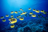Hawaii, Schooling Raccoon Butterflyfish (Chaetodon Lunula) B1938 PosterPrint - Item # VARDPI1999182