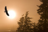 Bald Eagle Soars Above Tongass National Forest As Sun Rises On A Misty Morning, Alaska. Composite PosterPrint - Item # VARDPI2103754