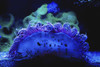 Blue coral underwater;Israel PosterPrint