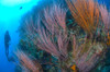 A colony of red whip fan corals with diver, Kimbe Bay, Papua New Guinea Poster Print - Item # VARPSTSJN400082U