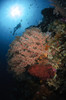 Diver over soft coral seascape, Indonesia Poster Print