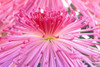 http://c328301.r1.cf1.rackcdn.com/PDDAS15RTI0076.jpg http://c328301.r1.cf1.rackcdn.com/PDDAS15RTI0076.jpg