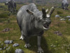 A Brontotherium leaves his forest habitat in search of a meal Poster Print - Item # VARPSTWMY100218P