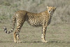 Side profile of a cheetah  Ngorongoro Conservation Area  Arusha Region  Tanzania (Acinonyx jubatus) Poster Print by Panoramic Images (16 x 11) - Item # PPI95789