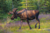 Bull moose in velvet, Kincaid Park, Anchorage, Southcentra Alaska, summer PosterPrint - Item # VARDPI12288665