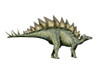 Stegosaurus dinosaur, white background Poster Print