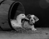 Duck and dog Poster Print - Item # VARSAL255422022