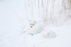 Two Arctic Foxes in snow, Churchill Wildlife Management Area, Churchill, Manitoba, Canada Poster Print - Item # VARPPI169092