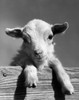 Close-up of a lamb leaning over a plank Poster Print - Item # VARSAL25530853B