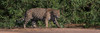 Jaguar walking in a forest at riverside, Cuiaba River, Pantanal Matogrossense National Park, Pantanal Wetlands, Brazil Poster Print - Item # VARPPI167613