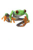 Red-Eyed Treefrog PosterPrint - Item # VARDPI4491