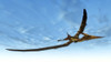 Pteranodon bird flying in blue sky Poster Print - Item # VARPSTEDV600269P