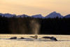 Humpback Whales Swim Along The Shoreline Of Admiralty Island At Sunset, Stephens Passage, Inside Passage, Southeast Alaska, Autumn. Digitally Altered PosterPrint - Item # VARDPI2163265