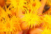 Hawaii, Yellow Soft Coral, Cup Coral, Close-Up Detail PosterPrint - Item # VARDPI2001975