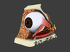 Conceptual image of human eye anatomy Poster Print - Item # VARPSTSTK700657H