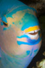 A close up look at night of a sleeping three color parrotfish (Scarus tricolor); Fiji PosterPrint - Item # VARDPI12254720