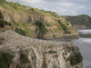 Colony of Gannet on rock, Muriwai Beach, Auckland, North Island, New Zealand Poster Print - Item # VARPPI171289