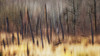 Painting of leafless trees in a forest; Alberta, Canada PosterPrint - Item # VARDPI12290319