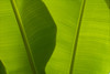 Banana Leaves Detail, Close-Up B1632 PosterPrint - Item # VARDPI1998878