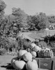 USA  New Hampshire  Lancaster  harvested pumpkins and apples in rural scene Poster Print - Item # VARSAL255424073