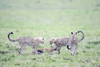 Cheetah cubs (Acinonyx jubatus) hunting Thomson's a gazelle (Gazella thomsoni)  Masai Mara National Reserve  Kenya Poster Print by Panoramic Images (16 x 11) - Item # PPI119265