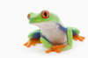 Red-Eyed Treefrog (Agalychnis Callidryas); Alberta, Canada PosterPrint - Item # VARDPI1882698