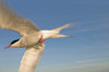 Closeup Of Arctic Tern In Flight Over Bristol Bay, Southwest Alaska, Summer. PosterPrint - Item # VARDPI2096376