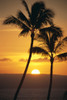Two Palm Trees Silhouetted At Sunset, Fiery Orange Sun Ball, Ocean C1587 PosterPrint - Item # VARDPI1999608