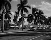 USA  Florida  Palm Beach  Pal trees along street Poster Print - Item # VARSAL255423750