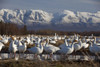 Flock Of Snow Geese Drinking From A Pond In The Matanuska Valley During Their Spring Migration To Their Nesting Grounds, Matanuska Valley, Alaska PosterPrint - Item # VARDPI2149896