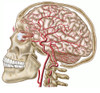 Anatomy of human skull, eyeball and arteries to brain Poster Print - Item # VARPSTSTK700180H