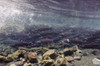 Underwater View Of Coho Salmon Migrating To Freshwater Spawning Grounds, Power Creek, Near Cordova, Southcentral Alaska PosterPrint - Item # VARDPI2146357