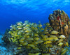 Schooling Fish On Coral Reef, Cozumel, Mexico PosterPrint - Item # VARDPI1831591