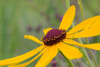 Close-up of Sweet Black-eyed Susan flower blooming in a garden, Marion County, Illinois, USA Poster Print - Item # VARPPI169248