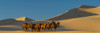 Camel caravan in a desert, Gobi Desert, Independent Mongolia Poster Print - Item # VARPPI167590