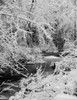 USA  Massachusetts  Assonet  winter scene with brook Poster Print - Item # VARSAL255423181