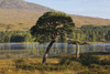 Rannoch Moor; Argyll, Highlands, Scotland PosterPrint - Item # VARDPI2429583