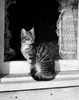 Cat sitting on a windowsill Poster Print - Item # VARSAL25530150