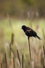 A Red-Winged Blackbird (Agelaius Phoeniceus) Sitting On The Top Of A Reed In Banff National Park; Alberta, Canada PosterPrint - Item # VARDPI1943178