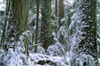 Winter, Cathedral Grove, British Columbia. PosterPrint - Item # VARDPI2022185