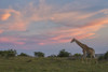 Giraffe at sunset; South Africa PosterPrint - Item # VARDPI12281484