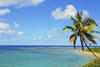 Fiji, Blue And Turquoise Ocean With Palm Tree And Sandy Beach. PosterPrint - Item # VARDPI1985668