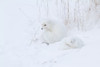 Two Arctic Foxes in snow, Churchill Wildlife Management Area, Churchill, Manitoba, Canada Poster Print - Item # VARPPI169093