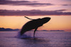 Humpback Whale Breaching @ Sunset Composite Se Ak PosterPrint - Item # VARDPI2115826